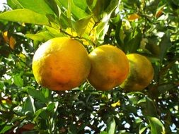 bergamot fruit, linda