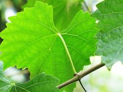 green grape leaves in nature