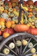 colorful pumpkins, autumn rustic decoration