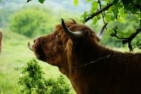 a cow near a tree in a pasture