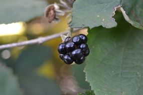 ripe natural blackberry on a branch