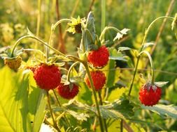 wild red strawberries among the sunny meadow