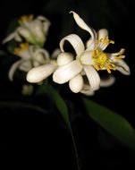 white flowering of a lemon