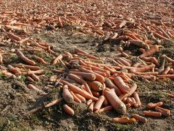 harvest of carrots on the field