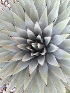 tropical spiky cactus