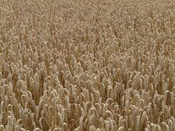 golden wheat field closeup