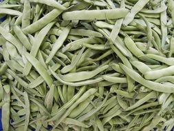 green beans harvest