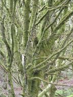 tree branches in moss