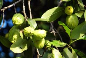 northern garcinia cambogia malabar tamarind exotic fruit