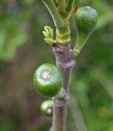 new fig fruits on plant