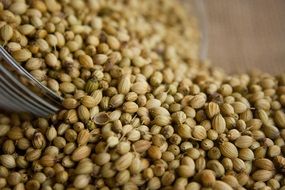 appetizing coriander seeds