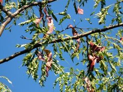 honey locust