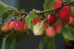 appetizing apples paradise