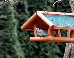 small blue tit sits on bird feeder