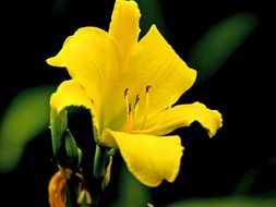 yellow flower with pestles close-up on blurred background