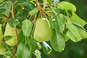 green healthy pear fruit nature fruits food