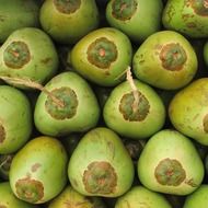 coconuts at the indian market