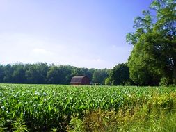 farm rural