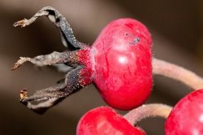 closeup of rose hips