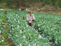 Farmer collects harvest of the vegetables