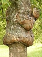 diseased tree in the garden
