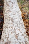 bark gnawed off by beaver