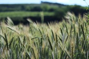 young wheat spikelets