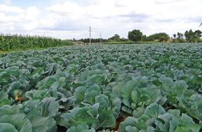 landscape of green cabbage crop in india