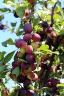 colorful plums on branch at sky