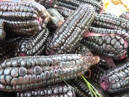 black maize close-up