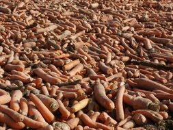 many carrots