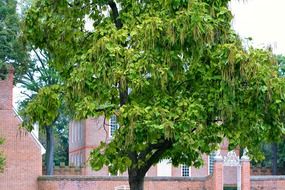 Catalpa tree with the green leaves