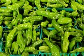 fresh healthy green pepper