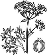 drawing of anise plant