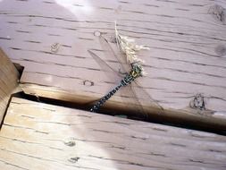 Dragonfly on a wooden plank