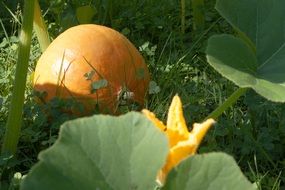 pumpkin hokkaido in the garden