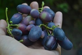 ecological red grapes in hand