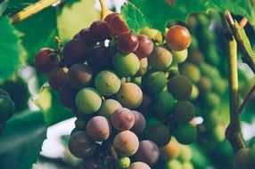 red green grapes on branch