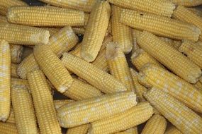 Sweet corn for freezing