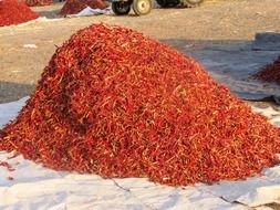 harvest of dried chili peppers