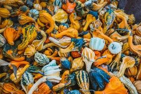 autumn yellow green striped pumpkins