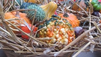 tasty and fresh pumpkins