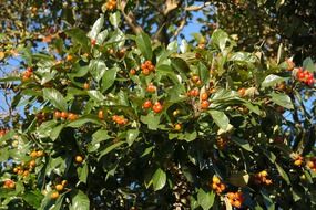 Wild tree with fruits