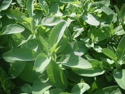 green sage leaves
