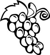 black and white drawing of grapes