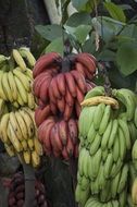 banana costa rica