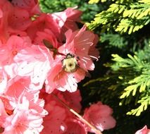 natural blossom of lush pink flowers