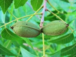 dainty tree nut