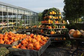 market stall with pumpkins