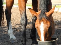 brown horse drinking from a bucket